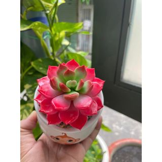 Sen đá hồng size 9cm làm bằng đất sét