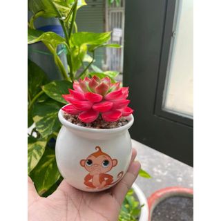 Sen đá hồng size 9cm làm bằng đất sét
