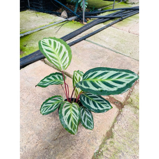 Chậu cứng Đuôi công Flame star