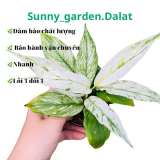 Chậu cứng lan ý var con, khoẻ đẹp trang trí cực xinh