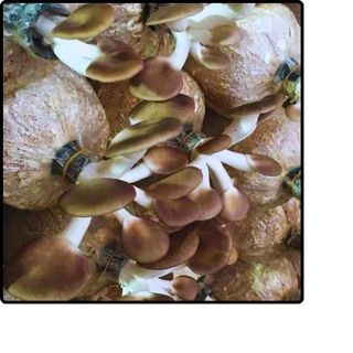 Phôi nấm Bào ngư (1 kiện 14 bịch phôi)