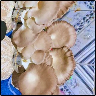 Phôi nấm Bào ngư (1 kiện 14 bịch phôi)
