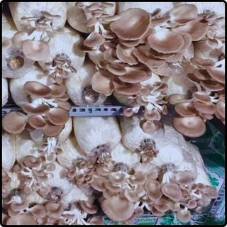 Phôi nấm Bào ngư (1 kiện 16 bịch nấm)