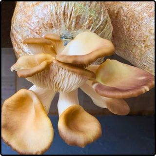 Phôi nấm Bào ngư (1 kiện 16 bịch nấm)