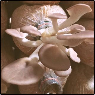 Phôi nấm Bào ngư (1 kiện 10 phôi)