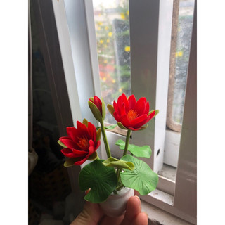 Chậu hoa mini , hoa sen , hoa súng.