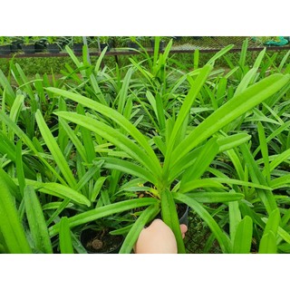 HOA LAN KIẾM XANH HUẾ