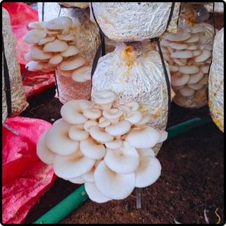 Phôi nấm Sò (01 kiện hàng 16 bịch)