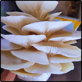 Phôi nấm Sò (01 kiện hàng 16 bịch)