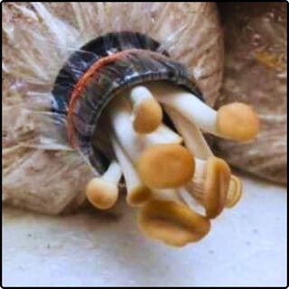 Phôi nấm Bào ngư