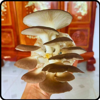 Phôi nấm Bào ngư (Kiện 05 bịch)