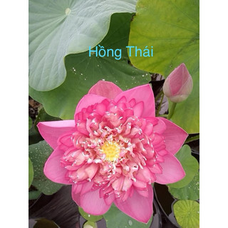 Sen hồng Thái