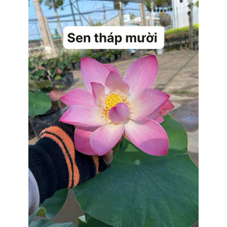 Sen Tháp Mười , sen ăn búp, dòng sen này củ nhỏ