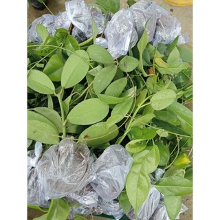 Lan cẩm cù nhiều màu (gửi ngẫu nhiên màu)