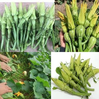 Hạt giống bí nụ siêu nụ siêu bông 100 hạt/ gói