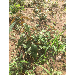 500g lá và ngọn bọ mắm, dòi tím