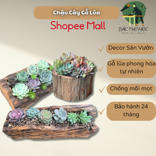 Chậu cây cảnh futurechoice gỗ lũa decor sân vườn nhà cửa. trang trí