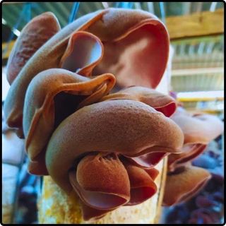 Phôi nấm mèo (nấm mộc nhĩ) - (01 kiện hàng 03 bịch nấm)