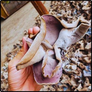 Phôi nấm mèo (nấm mộc nhĩ) - (01 kiện 10 bịch nấm)