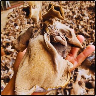 Phôi nấm mèo (nấm mộc nhĩ) - (01 kiện 10 bịch nấm)