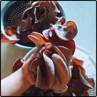 Phôi nấm mèo (nấm mộc nhĩ) - (01 kiện 10 bịch nấm)