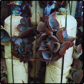 Phôi nấm mèo (nấm mộc nhĩ) - (01 kiện 10 bịch nấm)