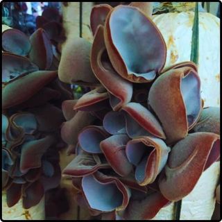 Phôi nấm mèo (nấm mộc nhĩ) - (01 kiện 10 bịch nấm)