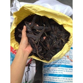 NỤ ĐUỔI MUỖI THẢO DƯỢC - NỤ BỒ KẾT