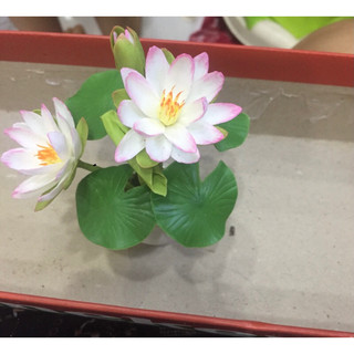 Chậu hoa mini , hoa sen , hoa súng.