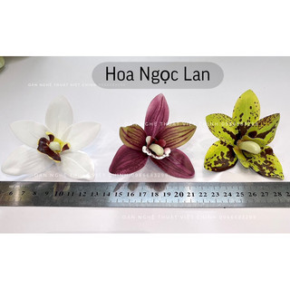 (Đầu bông) hoa địa lan