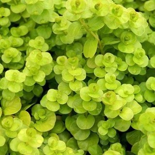Cây Kim Tiền Vàng - Cây thủy sinh cắt cắm dễ trồng không cần CO2