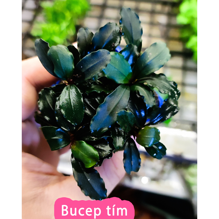 Cây Thủy Sinh BUCEP Ngọn To Khỏe