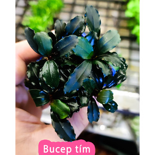 Cây thủy sinh bucep ngọn to khỏe