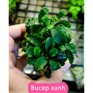 Cây Thủy Sinh BUCEP Ngọn To Khỏe