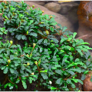 Cây Thủy Sinh BUCEP Ngọn To Khỏe