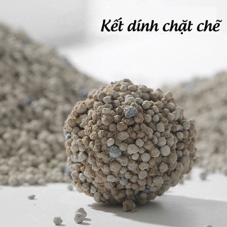 Mèo cao cấp