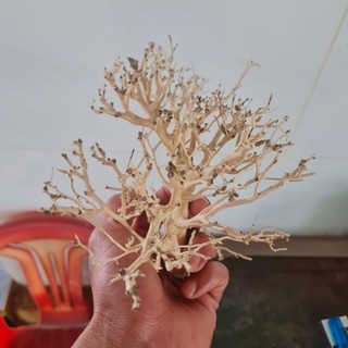 Lũa xương chùm - Làm tán bonsai trong bể thủy sinh