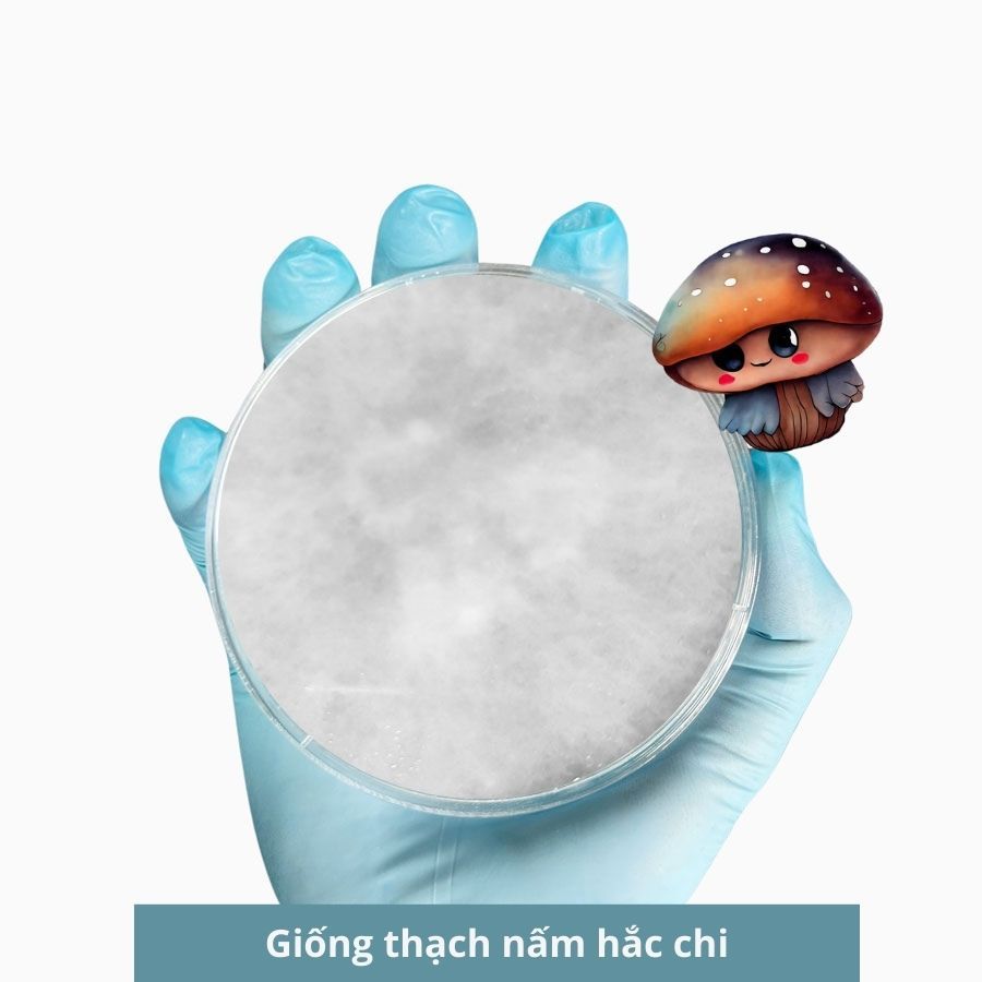 Giống thạch nấm hắc chi, giống cấp 1 giống nấm linh chi đen 30gr - 3C Farm