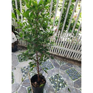 thần kỳ.cao 80.90 cm( đang trái và hoa) tặng kèm phân bón