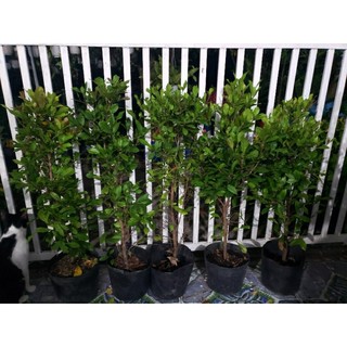 thần kỳ.cao 80.90 cm( đang trái và hoa) tặng kèm phân bón