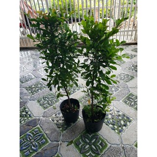 thần kỳ.cao 80.90 cm( đang trái và hoa) tặng kèm phân bón