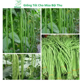 Hạt giống Đậu đũa cao sản , đậu dải áo siêu trái - MSeed