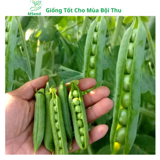 Hạt giống Đậu hà lan siêu trái - MSeed