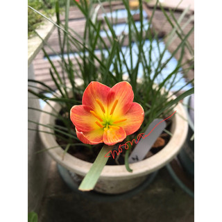 Củ Huệ mưa Crimson Sunset