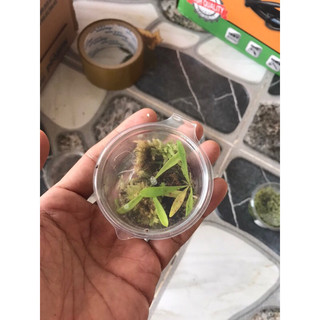 Cỏ giấy Utricularia Longifolia