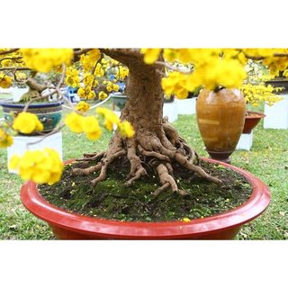 MAX ROOT – MẬP THÂN NỞ ĐẾ CHUYÊN MAI VÀNG