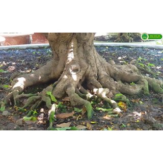 MAX ROOT – MẬP THÂN NỞ ĐẾ CHUYÊN MAI VÀNG
