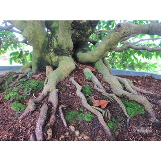 MAX ROOT – MẬP THÂN NỞ ĐẾ CHUYÊN MAI VÀNG