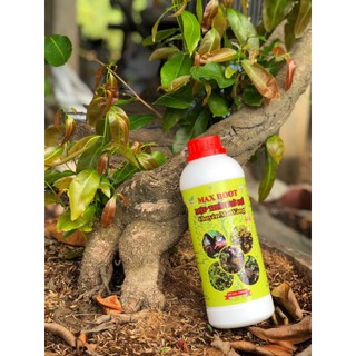 MAX ROOT – MẬP THÂN NỞ ĐẾ CHUYÊN MAI VÀNG