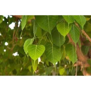 Cây bồ đề ấn độ cây giống bồ đề đỏ